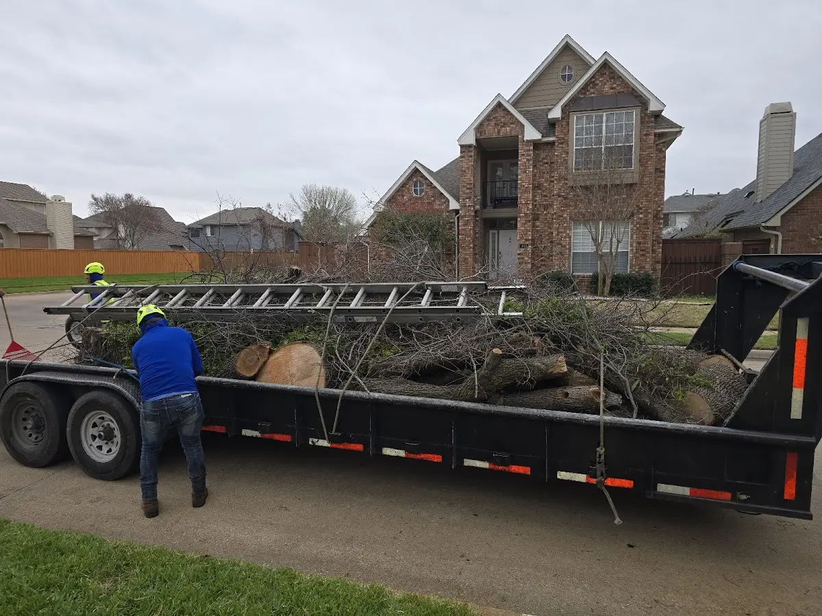 Expert Tree Removal with proper safety equipment in Emily